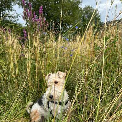 Cornelia's Profilbild