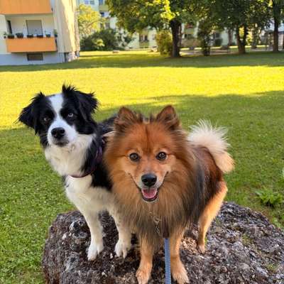Hundetreffen-Gassi-/ Spieltreffen zwischen Poing und Angelbrechting-Bild
