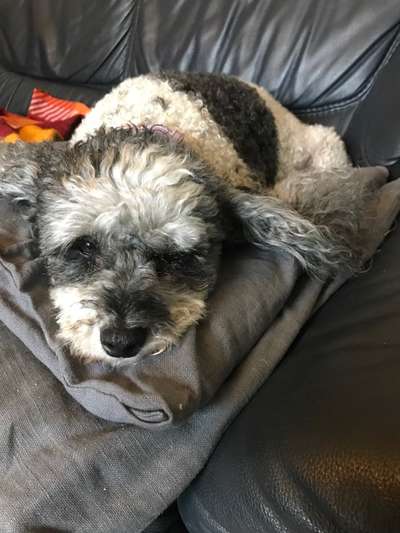 Zeigt mir die tollste Nahaufnahme von eurer Fellnase-Beitrag-Bild