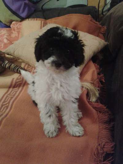 Welpen Bilder !-Beitrag-Bild