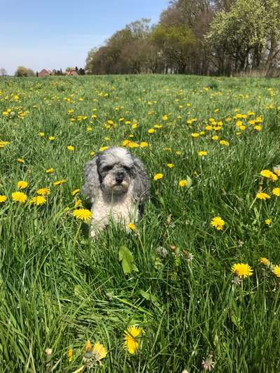 Wie seid ihr zu eurem Welpen gekommen?-Beitrag-Bild