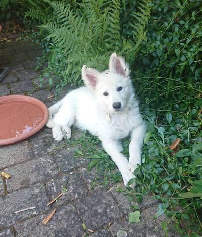 Weißer Schweizer Schäferhund-Beitrag-Bild