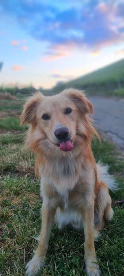 Tongue Out Tuesday-Beitrag-Bild