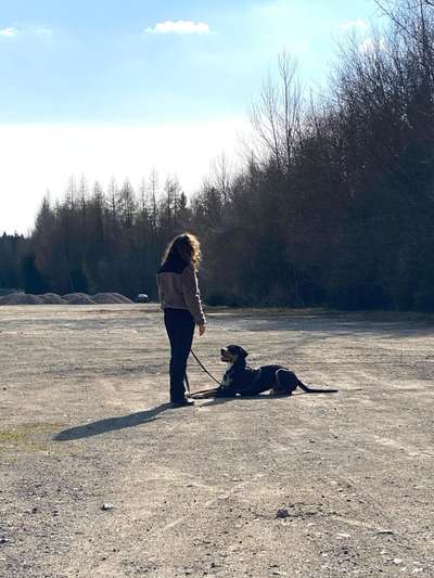 Hundetreffen-Trainingspartner gesucht-Bild