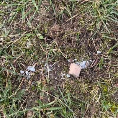 Giftköder-Giftköder-Bild