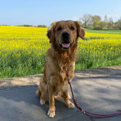 Hundetreffen-Spaziergänge und Training-Bild