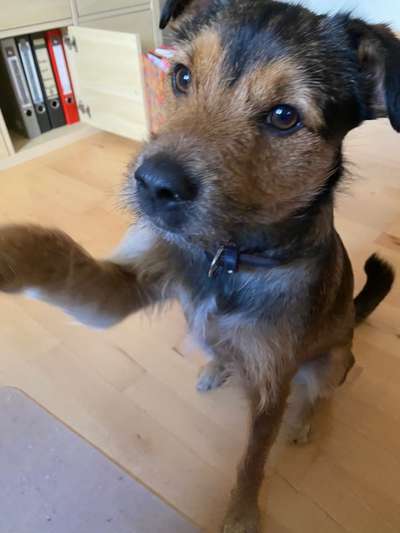 Wie heißt dein Hund?-Beitrag-Bild