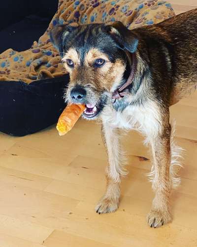 Mischlingshunde Foto Aufruf-Beitrag-Bild