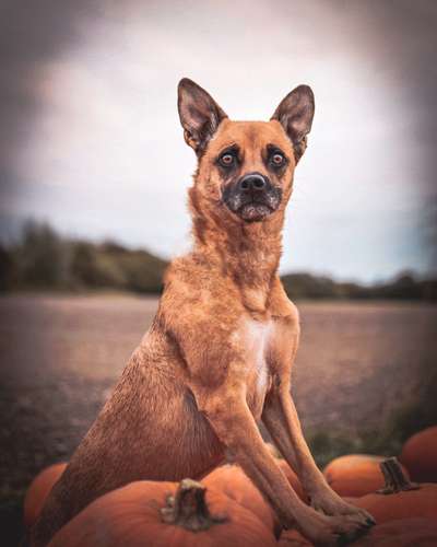 Die Dogorama Kalender Challenge Titelbild-Beitrag-Bild