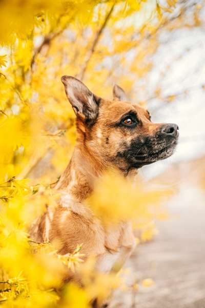 Die Dogorama Monats Challenge "Es grünt und blüht"-Beitrag-Bild