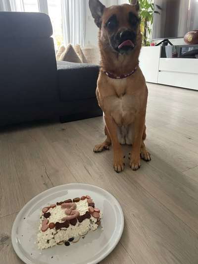 Hundekuchen-Beitrag-Bild