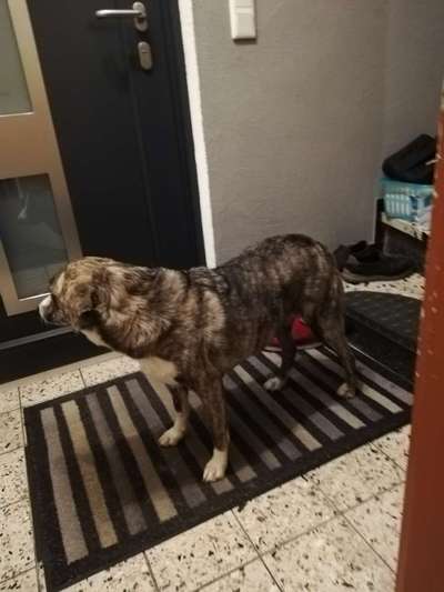 Der Gewichts-Thread-Beitrag-Bild