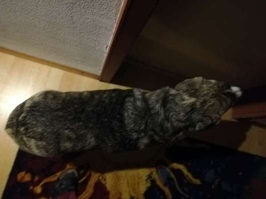 Der Gewichts-Thread-Beitrag-Bild