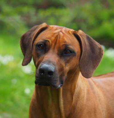 Fotochallange Nr. 57     PORTRÄT.   Beendet!!!!!!!!-Beitrag-Bild