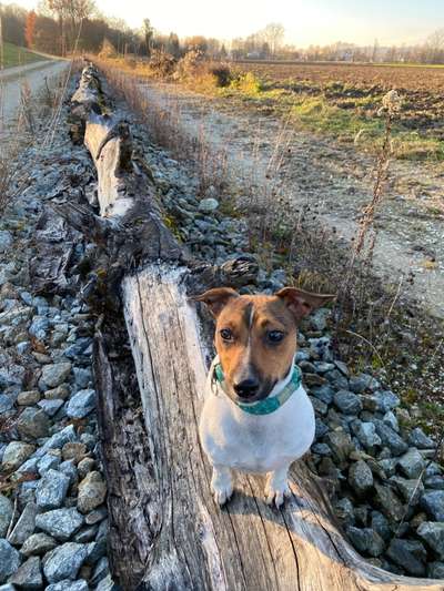 Jack Russell Terrier-Beitrag-Bild