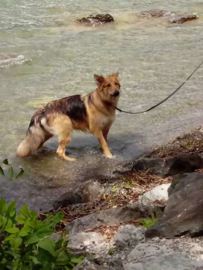 Hundetreffen-Spieletreffen-Bild