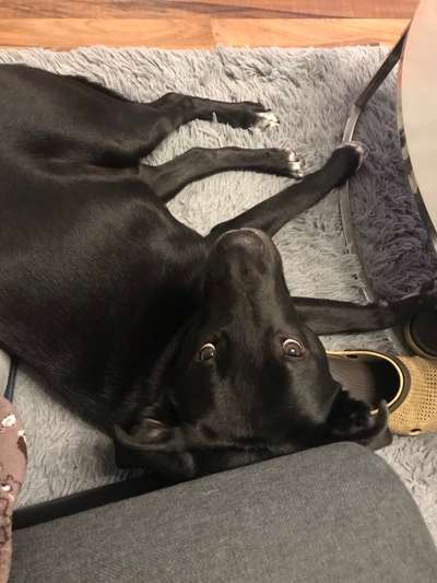 Labradorfans-Beitrag-Bild