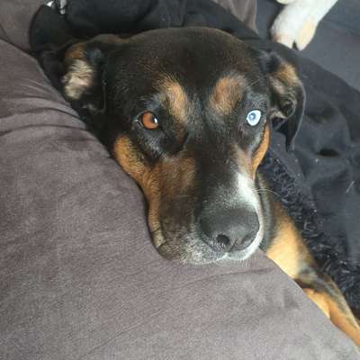 Hundetreffen-Spaziergang-Bild