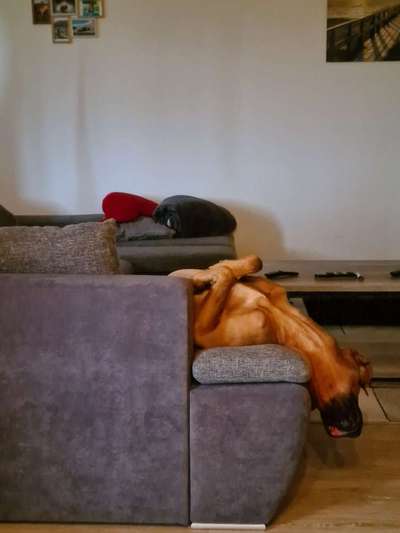 Hier ist der Spaßthread. Zum Schmunzeln und Kaputtlachen-Beitrag-Bild