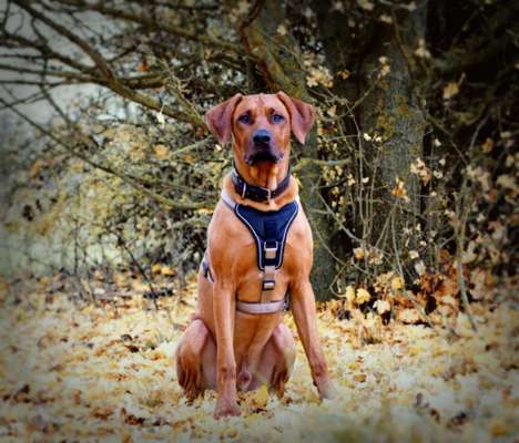 Herbst🍁-Beitrag-Bild