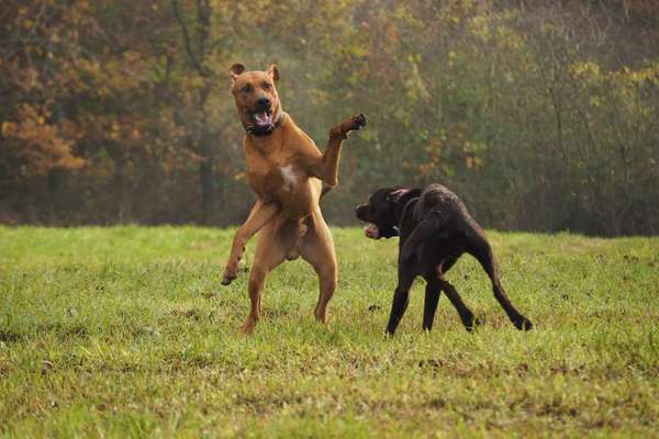 FOTO CHALLENGE 77 - Dein Hund im Spiel-Beitrag-Bild