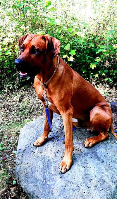 Labradorfans-Beitrag-Bild