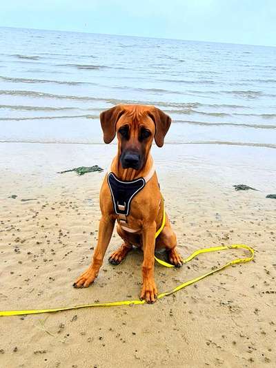 Rhodesian Ridgeback-Beitrag-Bild