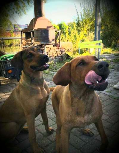 Bester Freund, Hundekumpel - zeigt her!-Beitrag-Bild