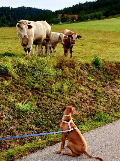 Fotochallenge Nr. 51 "Euer Hund mit anderen Tieren"-Beitrag-Bild