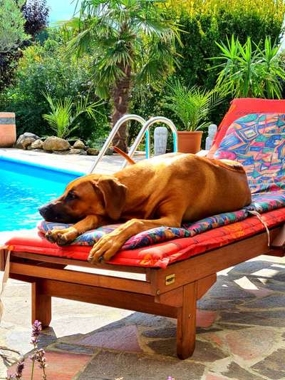 Rhodesian Ridgeback-Beitrag-Bild