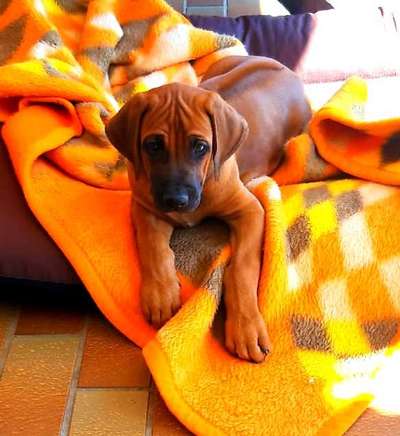 Welpen Bilder !-Beitrag-Bild