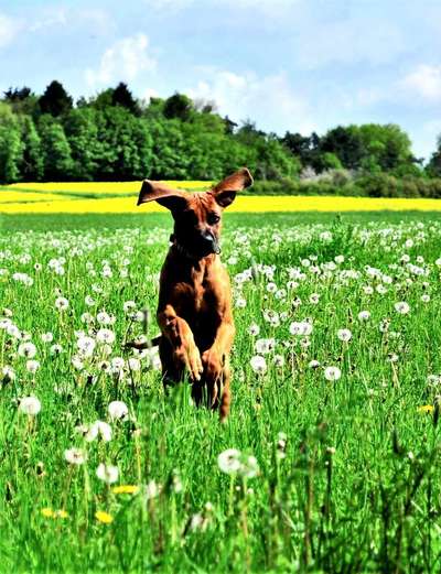 Die Dogorama Kalender Challenge Titelbild-Beitrag-Bild