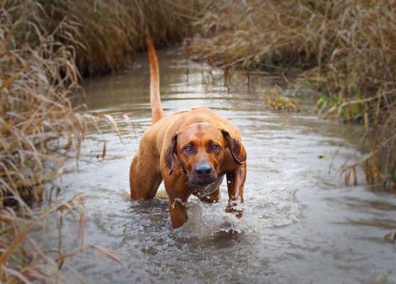 Zeigt mal die schönsten Bilder von euren Hunden !-Beitrag-Bild