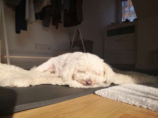 zeigt eure Hunde mit Ihren Frühlingsgefühlen:)-Beitrag-Bild