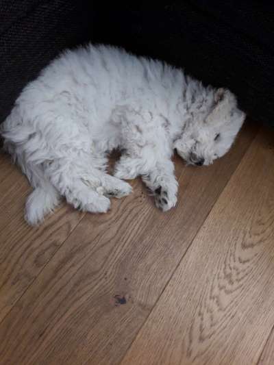 Welpen Bilder !-Beitrag-Bild