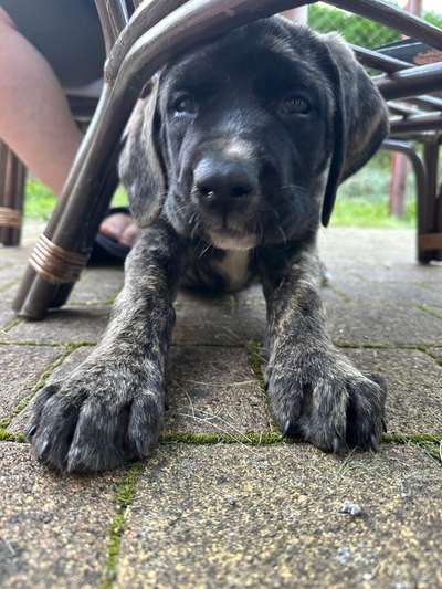 Noch mehr Old English Mastiffs hier?-Beitrag-Bild