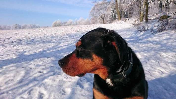 Die Dogorama Kalender Challenge Teil 2/4-Beitrag-Bild