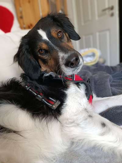 Auslandstierschutz-Beitrag-Bild