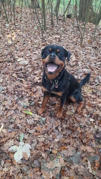 Rottweiler-Beitrag-Bild