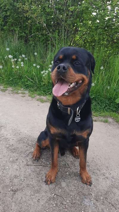Rottweiler/-Mischlinge-Beitrag-Bild