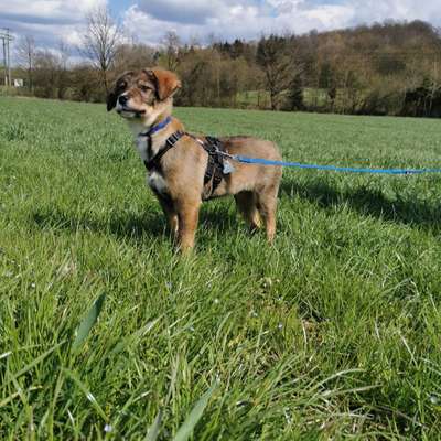 Hundetreffen-Spielerunde!!-Bild