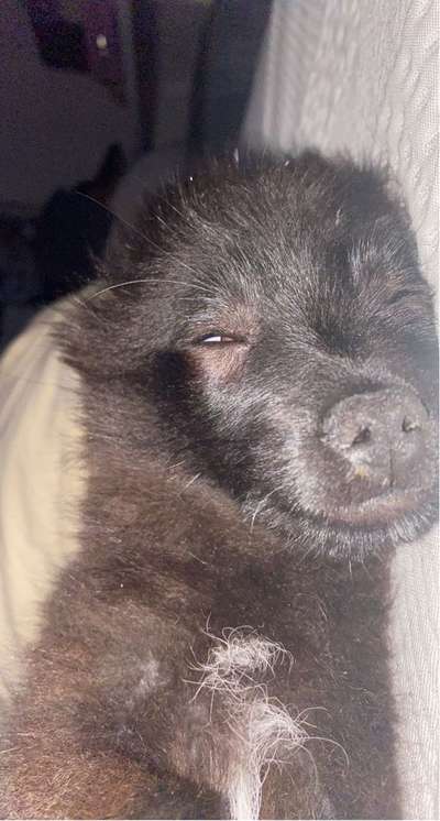 Dogorama Photo Challenge - Portrait-Beitrag-Bild