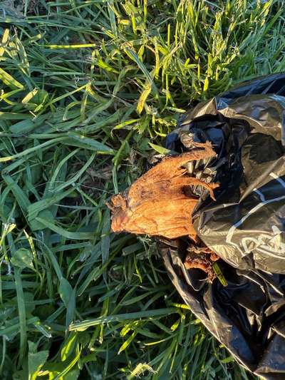 Giftköder-Mögliche Giftköder-Bild