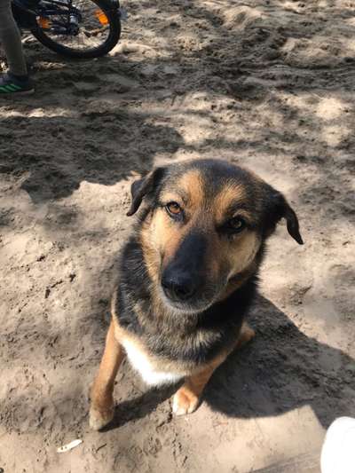 Hunde aus dem Tierschutz: Bulgarien-Beitrag-Bild