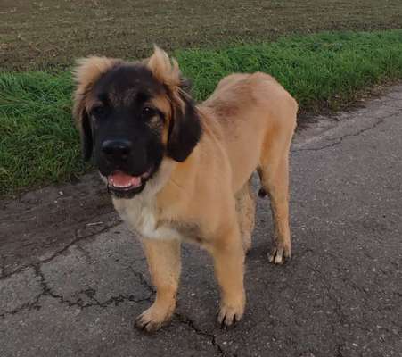 Leonberger-Beitrag-Bild