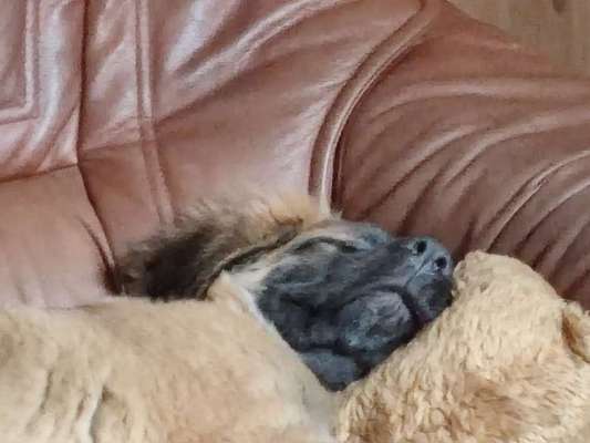 Leonberger-Beitrag-Bild