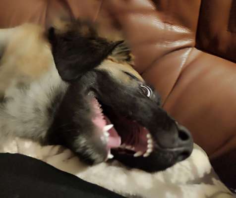 Dogorama Photo Challenge - Fail/Outtakes-Beitrag-Bild