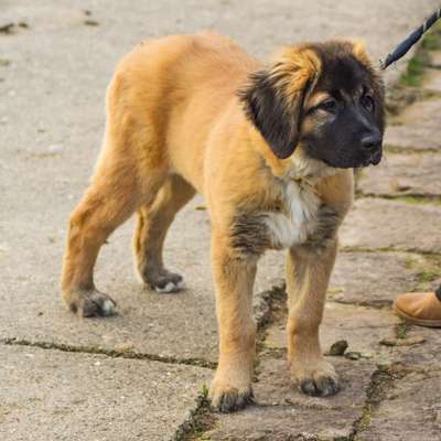 Leonberger-Beitrag-Bild