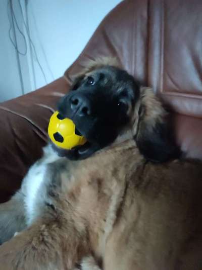 Leonberger-Beitrag-Bild