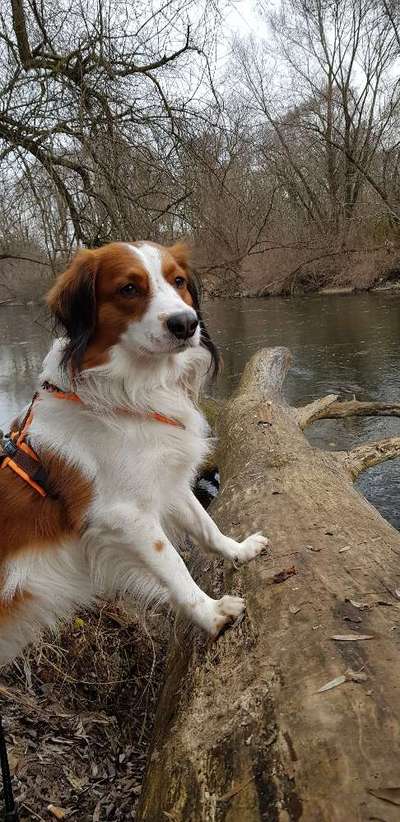 Kooikerhondje-Beitrag-Bild